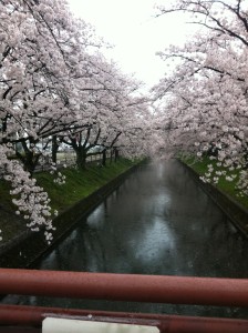 Sakura on a Rainy Day