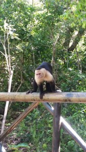 This monkey was really close! It's species is known for stealing things from beach goers!