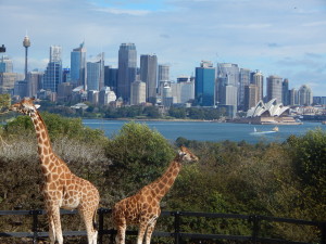 Giraffes in Taronga Zoo.