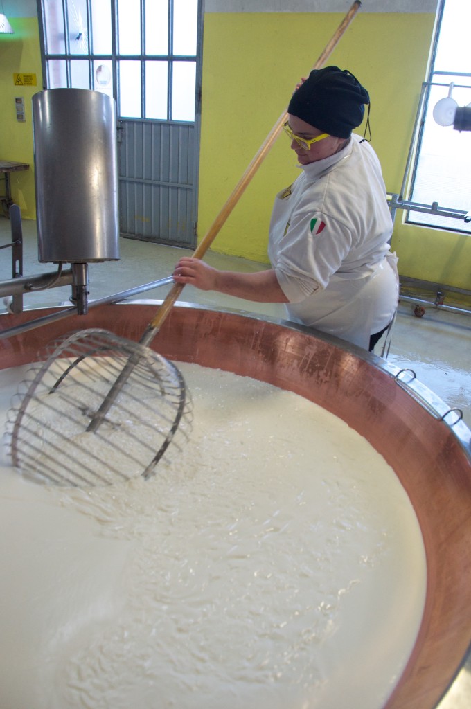 The making of parmigiano reggiano cheese in Parma, Italy. 