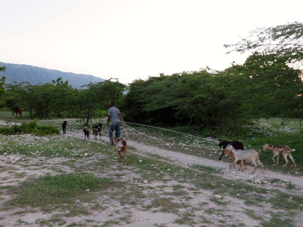 Following the HERD