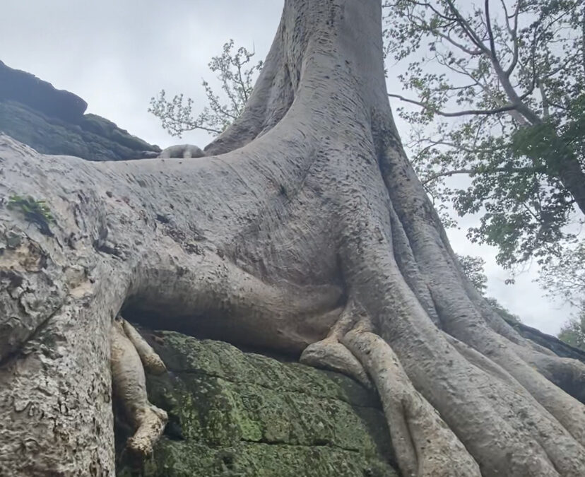 Living Like Lara (Croft): The People and Temples of Cambodia