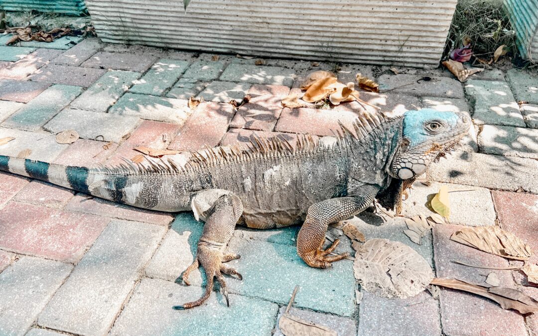 “En Barranquilla Me Quedo”