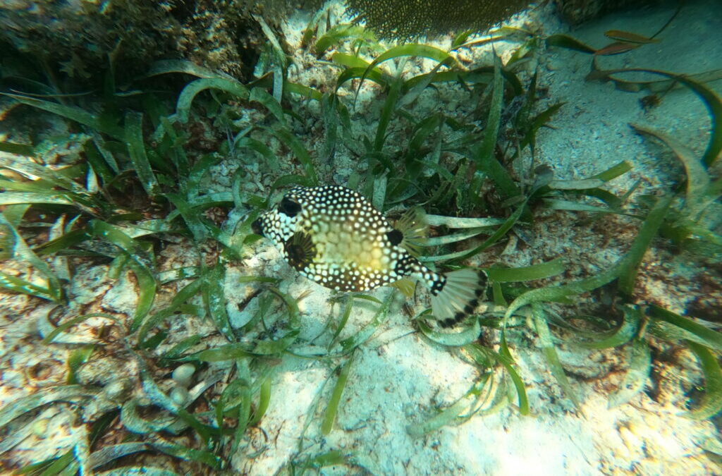I’ve encountered countless unique creatures while snorkeling in Belize!