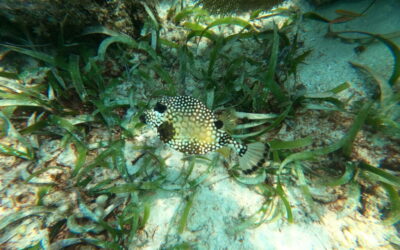 I’ve encountered countless unique creatures while snorkeling in Belize!