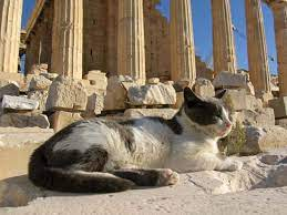 Cool Cats in Athens, Greece