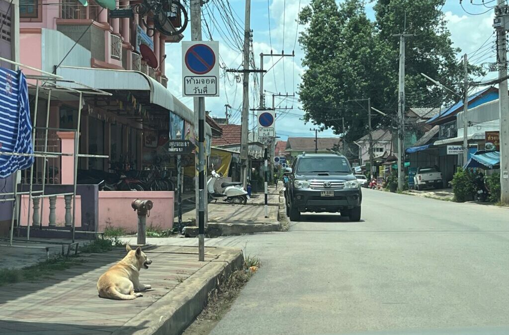 Stray Dogs of Thailand