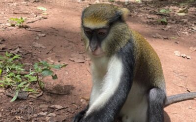 Monkeys, Waterfalls, and Monasteries: One Short Day in Ghana