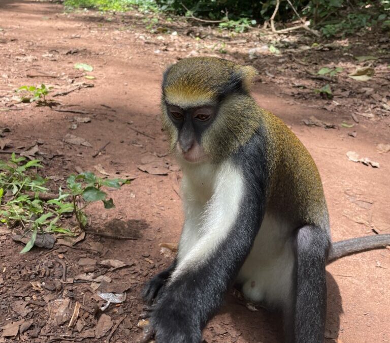 Monkeys, Waterfalls, and Monasteries: One Short Day in Ghana