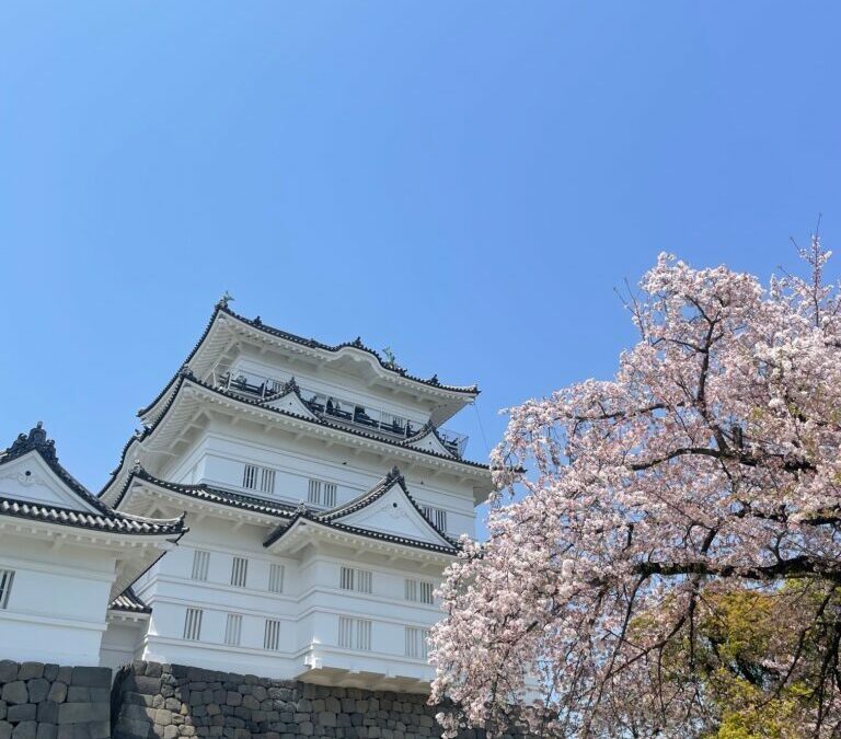 Settling in with a little help from the Sakura