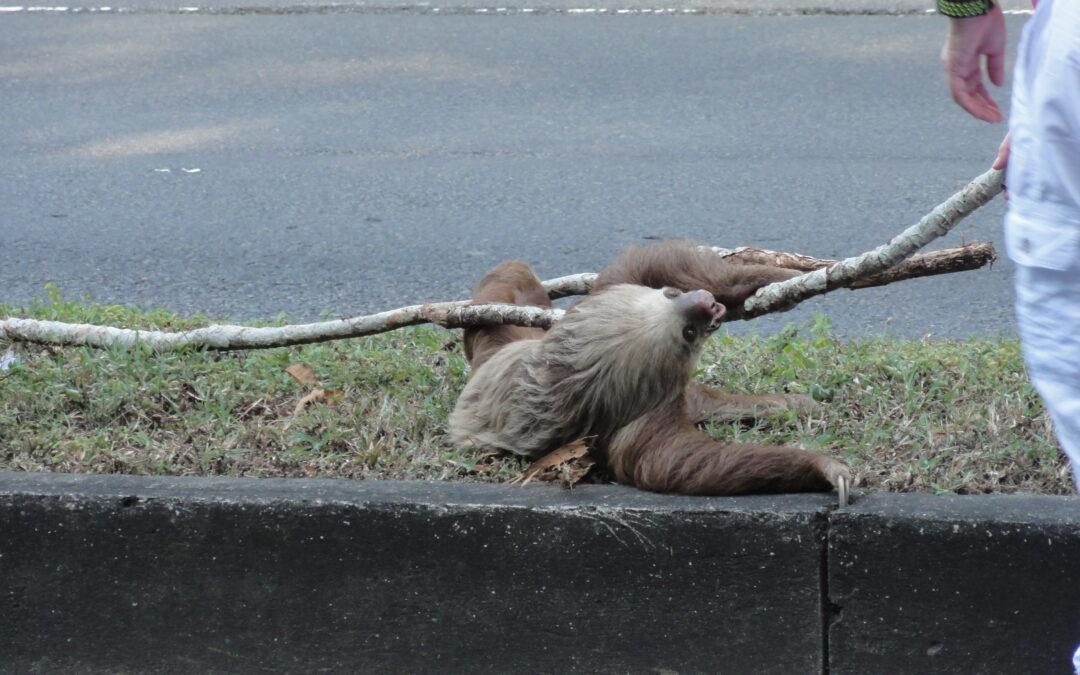 A Sloth-Saving Adventure: The Best Moments Are Often the Most Unexpected