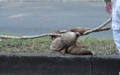 A Sloth-Saving Adventure: The Best Moments Are Often the Most Unexpected