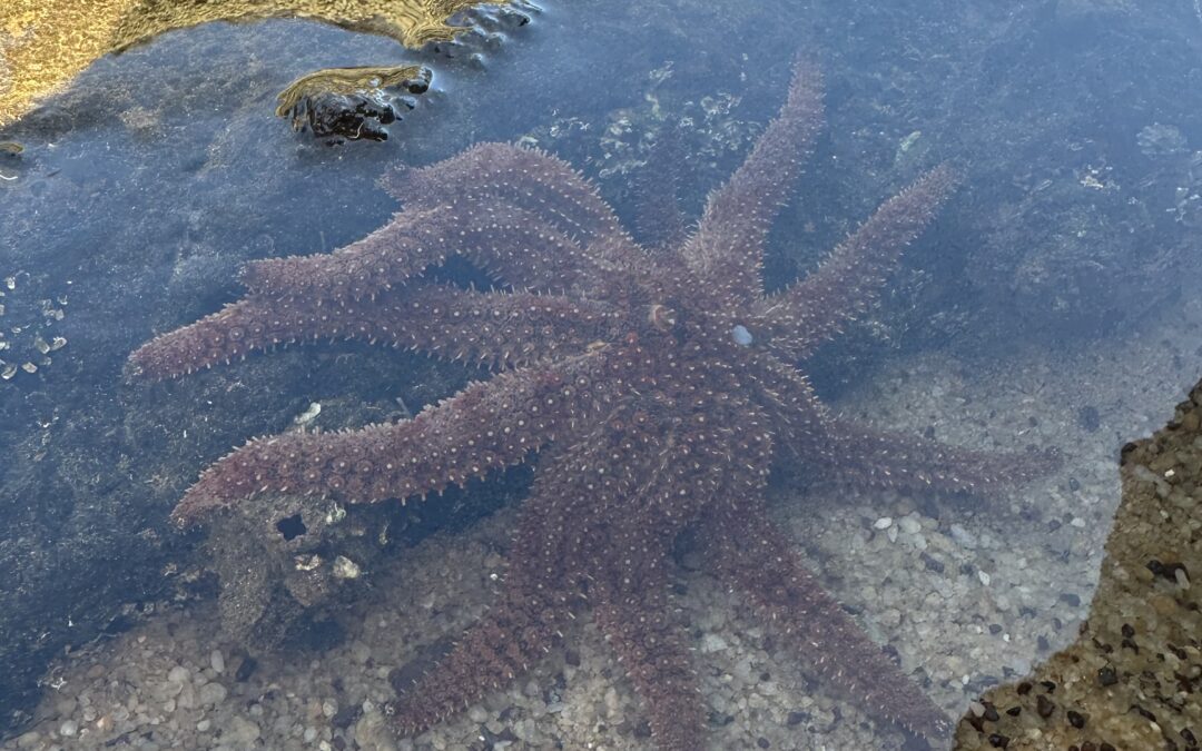 Beyond the City: Exploring Breathtaking Beaches near Melbourne