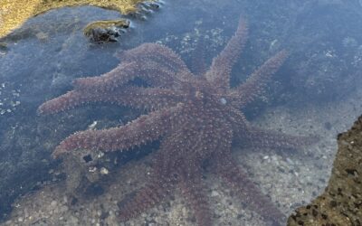 Beyond the City: Exploring Breathtaking Beaches near Melbourne