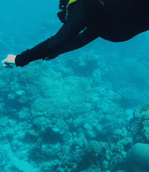 The Reef, The Ray, and The Responsibility (Cairns, AUS)