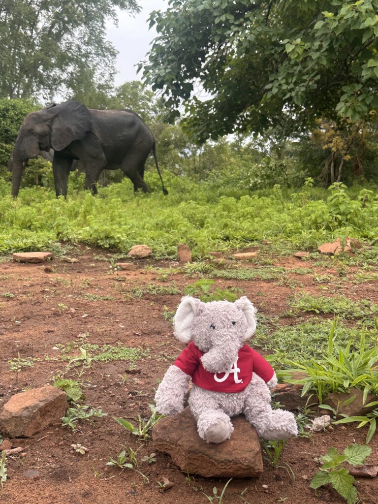 These photos were taken at Mole National Park in Larabanga, Ghana. From where we were staying in Elmina, it took about 12 hours, broken up into two days, to reach. Before entering the park, we were advised not to feed the baboons because they can be aggressive. Later, we went on a night safari, where we saw many kob, a type of antelope. The next morning, we got in the jeep to go searching for elephants. Just a few short minutes into our drive, we spotted an elephant. He was so large and looking for a drink of water, so we had to get out of his way quickly. A couple of minutes later, we got out of the jeep and walked out to where a couple of them were feeding on grass and leaves. I was so fascinated to see how elephants look in real life. They are humongous but have bony legs. It’s so funny how their ears resemble the shape of the continent they originate from! When they look at you head-on on they are quite intimidating, but from the side, they look very sweet and calm. We snapped some photos with them and headed on our way to observe more of the biodiversity. I had an awesome time at the national park, and it was worth the long journey to get there.