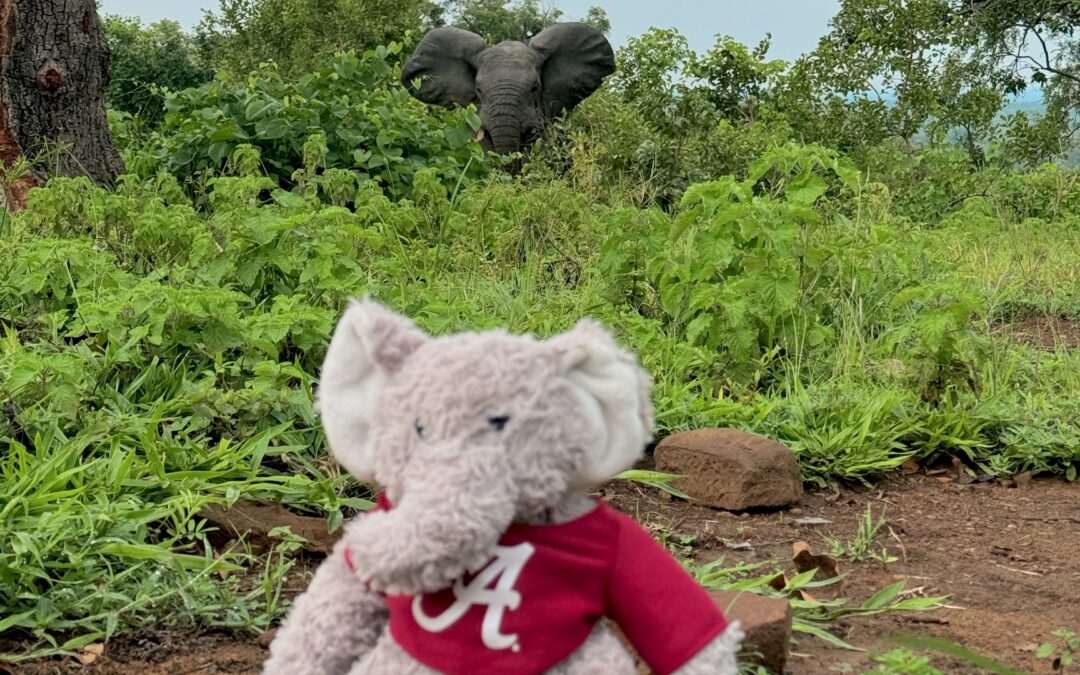 Elephant safari adventure in Ghana
