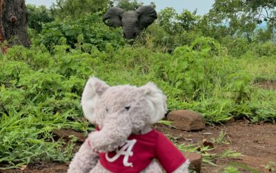 Elephant safari adventure in Ghana