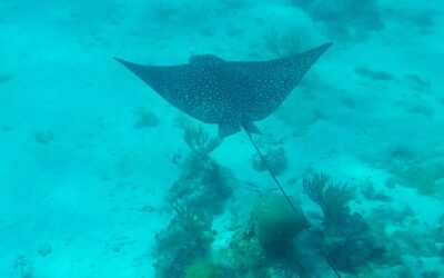 Finding Home in the Ocean
